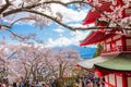 Fujiyoshida, Japan - April 22 :Crowd enjoying Cherry blossom sa