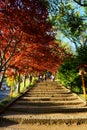 Steps leading to Arakura Fuji Sengen Jinja shinto shrine located on the mountainside of Mt.