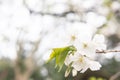 Fujiyoshida, Japan view of Mt Fuji and pagoda in spring season with cherry blossoms concept for fujisan japanese nature landmark, Royalty Free Stock Photo