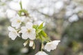 Fujiyoshida, Japan view of Mt Fuji and pagoda in spring season with cherry blossoms concept for fujisan japanese nature landmark, Royalty Free Stock Photo