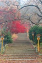 Fujiyoshida, Yamanashi, Japan - November 17, 2016- Autumn scene at entrance to Arakura Sengen Shrine, the path leading to the Royalty Free Stock Photo