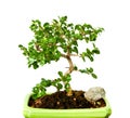 Fukien tea bonsai Royalty Free Stock Photo