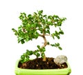 Fukien tea bonsai