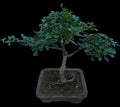 Fukien Tea Tree Bonsai in Decorative Pot with black background Royalty Free Stock Photo