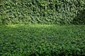 Coat buttons and Fukien tea tree (Carmona retusa) green background