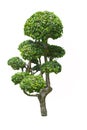 Fukien tea tree