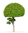 Fukien tea tree isolated, Carmona retusa