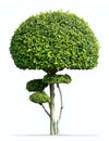 Fukien tea tree isolated, Carmona retusa Masam