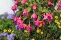 Fuksia Royalty Free Stock Photo
