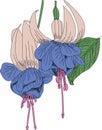 Fuksia flowers ingrave Royalty Free Stock Photo