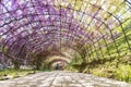 Fukuoka, Japan - May 3,2019: Tourists take a photo beautiful Wisteria Tunnel tree at Kawachi Fuji Garden, Fukuoka, Japan