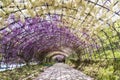 Fukuoka, Japan - May 3,2019: Tourists take a photo beautiful Wisteria Tunnel tree at Kawachi Fuji Garden, Fukuoka, Japan