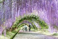 FUKUOKA, JAPAN - MAY 10, 2017 : Tourists walking in Wisteria Tunnel at Kawachi Fuji Garden