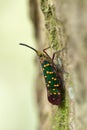 Fulgorid bug is on a tree in the forest.