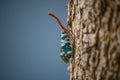 Fulgorid bug, Planthopper Royalty Free Stock Photo