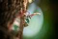 Fulgorid bug, Planthopper Royalty Free Stock Photo