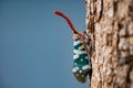 Fulgorid bug, Planthopper Royalty Free Stock Photo