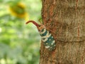 Fulgorid planthoppers cicada hung branch longan tree