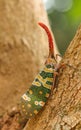 Fulgorid Planthoppers - Lanternflies.