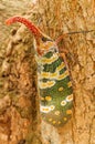 Fulgorid Planthoppers - Lanternflies.