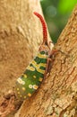 Fulgorid Planthoppers - Lanternflies Royalty Free Stock Photo