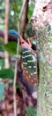 Fulgoridae - Insect in Borneo Forest - Smartphone Wallpaper Royalty Free Stock Photo