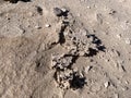 Fulgurites, where lightning has struck sand