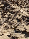 Fulgurites, where lightning has struck sand