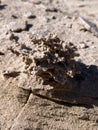 Fulgurites, where lightning has struck sand