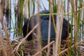 (Fulica atra) with chicks near the nest Royalty Free Stock Photo