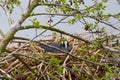 (Fulica atra) with chicks near the nest Royalty Free Stock Photo