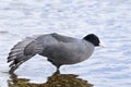 Fulica atra, common coot Royalty Free Stock Photo