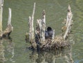 Fulica atra Eurasian Coot common coot sitting on egg in nest on lake Royalty Free Stock Photo