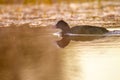 Fulica atra in lake water Royalty Free Stock Photo