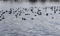 Fulica atra's on the river