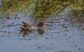 Fulica rufifrons at the country club Royalty Free Stock Photo