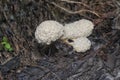 the fuligo plasmodial slime mold on the bark. Royalty Free Stock Photo