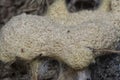 the fuligo plasmodial slime mold on the bark. Royalty Free Stock Photo