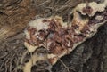 the fuligo plasmodial slime mold on the bark. Royalty Free Stock Photo