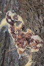 the fuligo plasmodial slime mold on the bark. Royalty Free Stock Photo