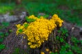 Fuligo septica growing on a stump a forest