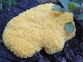 Fuligo septica - a kind of slime mold
