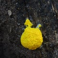 Fuligo septica, plasmodial slime mold