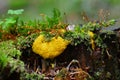 Fuligo septica, plasmodial slime mold