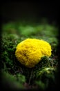 Fuligo Septica, slime mold into a mossy ground in the forest, copyspace