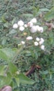 It is fuljari flower in indian jungle lovey flower