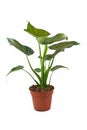 Full `Alocasia Cucullata` or `Elephant Ear` tropical houseplant in flower pot on white background Royalty Free Stock Photo