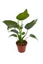 Full `Alocasia Cucullata` or `Elephant Ear` tropical houseplant in flower pot on white background Royalty Free Stock Photo