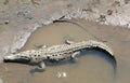 Full American Crocodile