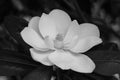 Full B&W Magnolia Bloom